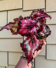 Load image into Gallery viewer, 4&quot; Begonia “Harmony’s Dance of Dragons 🐉 ”
