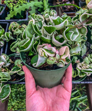 Load image into Gallery viewer, 4” Hoya Compacta Variegated &quot;Hindu Rope Variegated” - 3 plants in pot
