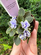 Load image into Gallery viewer, Mini African Violet “Honey Blue Ace“
