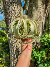 Load image into Gallery viewer, Tillandsia xerographica 6” - 7” wide

