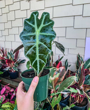 Load image into Gallery viewer, 4&quot; Alocasia Polly
