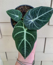 Load image into Gallery viewer, 4&quot; Alocasia Black Velvet
