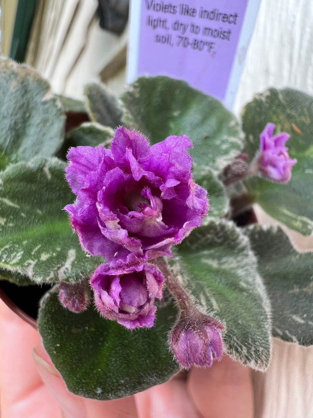 Mini African Violet “Harmony's Golden Dawn“