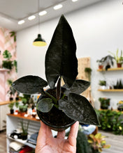 Load image into Gallery viewer, RARE Alocasia Antoro Velvet
