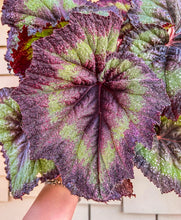 Load image into Gallery viewer, Begonia Rex “Harmony’s Andromeda” 4"
