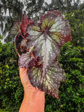 Load image into Gallery viewer, 4” Begonia Rex Harmony’s Pink Radiance

