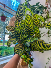 Load image into Gallery viewer, 6&quot; Calathea Makoyana
