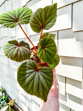 Load image into Gallery viewer, 4"Begonia sericoneura var lindleyana
