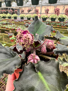 4"  African Violet "Harmony’s Lucky Lady"