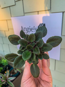 Mini African Violet “Jolly Fairy”