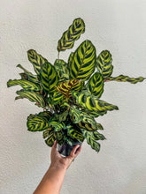 Load image into Gallery viewer, 6&quot; Calathea Makoyana
