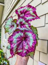 Load image into Gallery viewer, 4&quot; Begonia Rex “Harmony’s Mellow Yellow”
