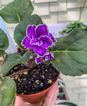 Load image into Gallery viewer, 4&quot;  African Violet &quot;Wrangler’s Spanish Cavalier&quot;
