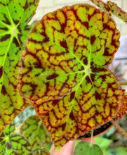 Load image into Gallery viewer, 4” Hot Spot Begonia Rex

